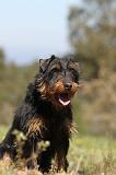 JAGDTERRIER ALLEMAND 028